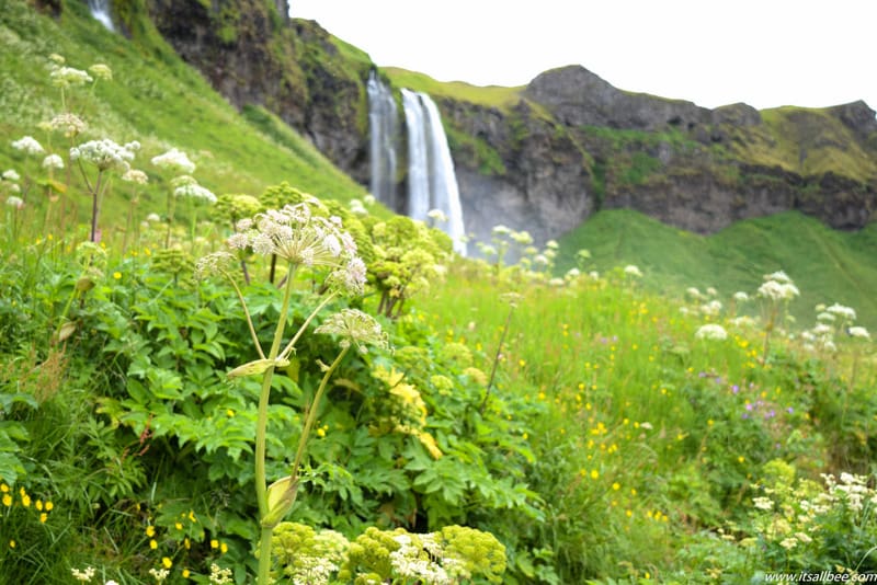 Seljalandsfoss Waterfall - Waterfalls in Iceland