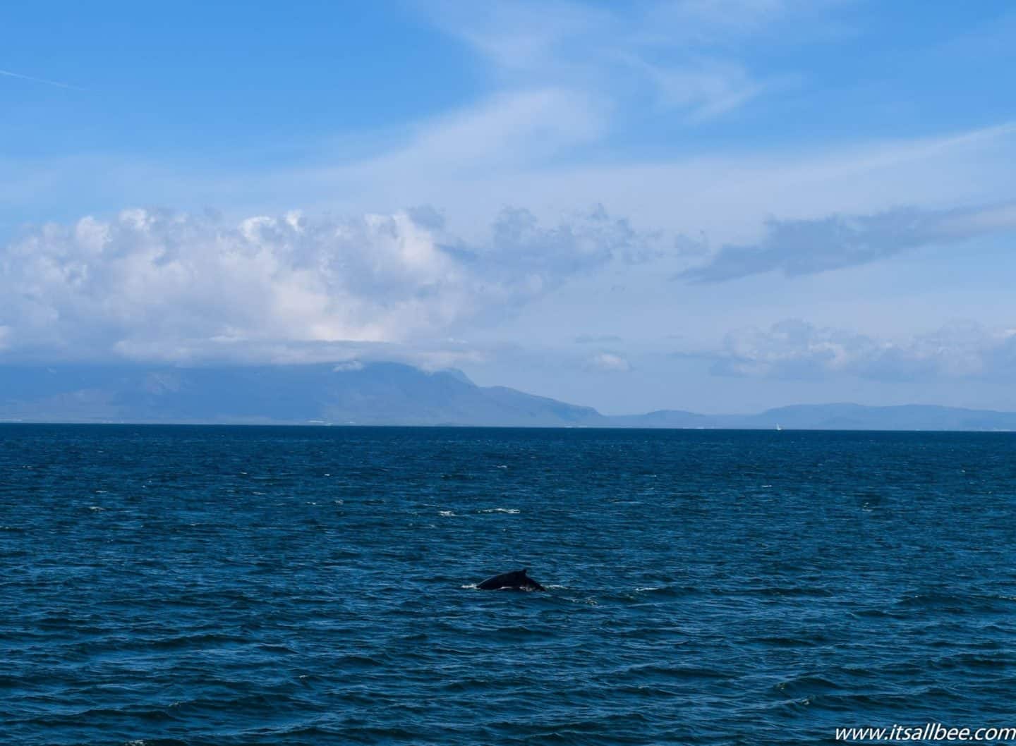 Reykjavik | Whale Watching In Iceland