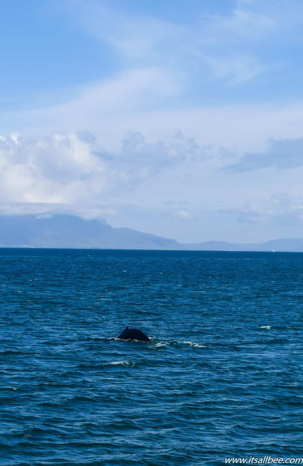 Reykjavik | Whale Watching In Iceland