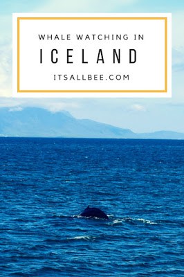 A guide whale watching in Iceland. From the best tours for whale watching in Reykjavik, what to expect, what to pack and everything you need to know.