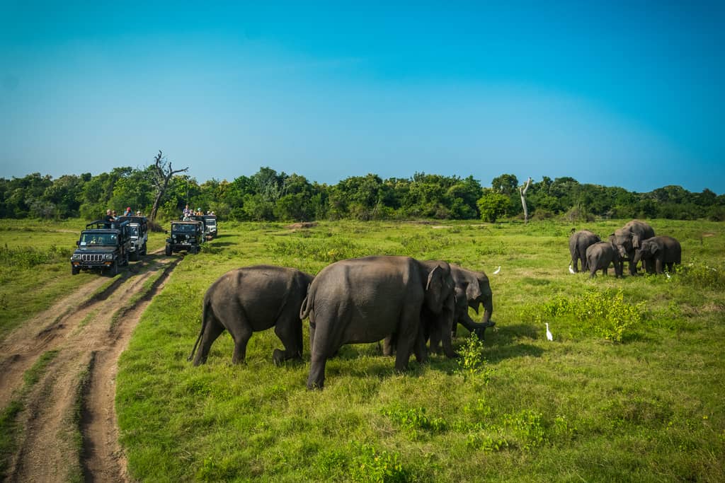 Elephants at Kawudulla, Minneriya national park in Sri Lanka
