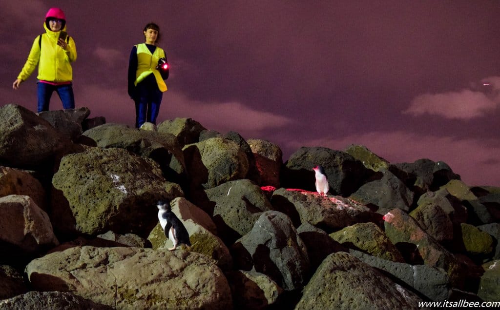 Skip Expensive Tours To Philip Island And See St Kilda Penguins In Melbourne For FREE!