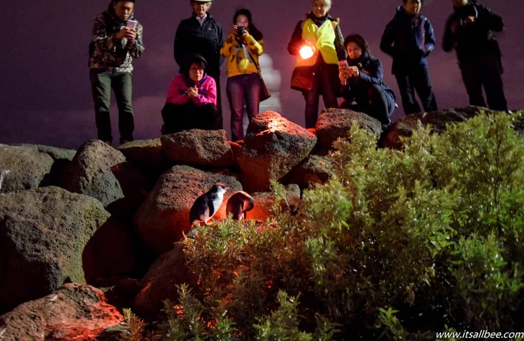 Skip Expensive Tours To Philip Island And See St Kilda Penguins In