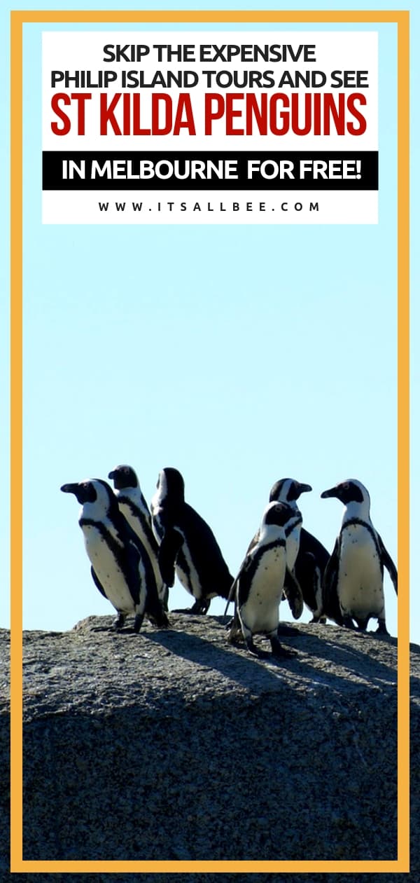 Skip Expensive Tours To Philip Island And See St Kilda Penguins In Melbourne For FREE! #australia #melbourne #stkilda #penguin #colony #beaches #pier #traveltips #downunder #outdoors 