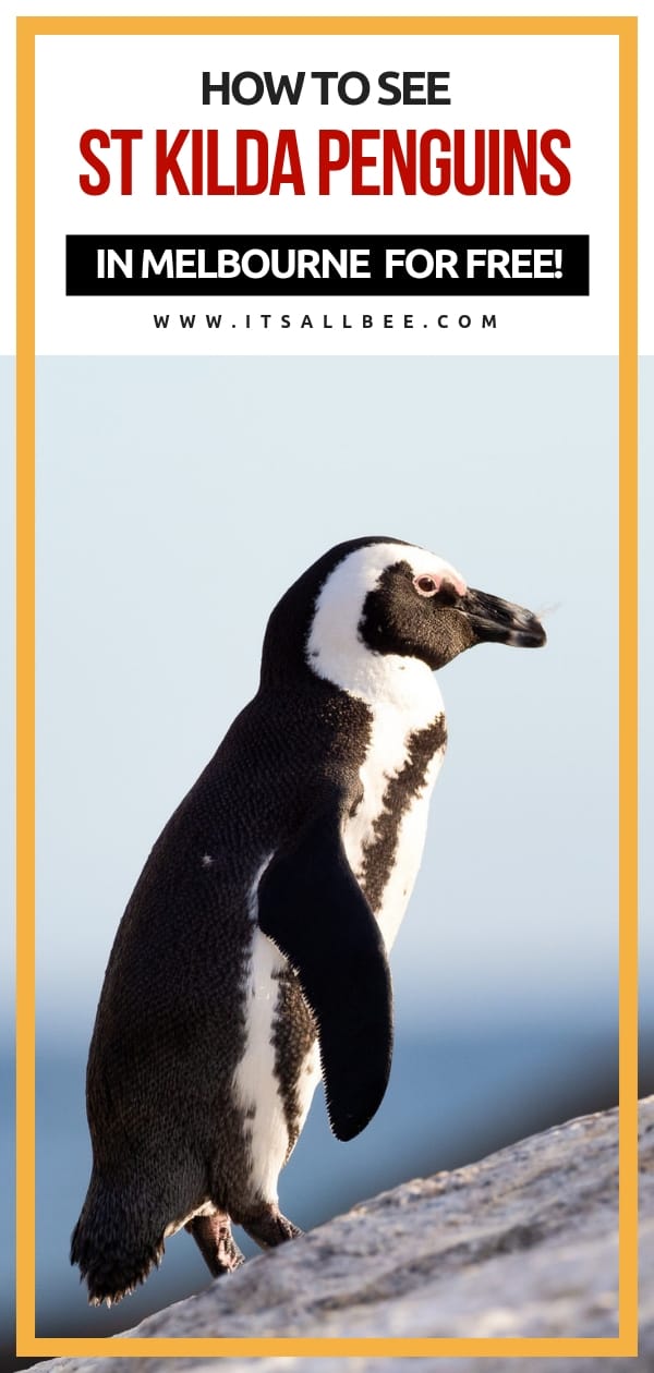 Skip Expensive Tours To Philip Island And See St Kilda Penguins In Melbourne For FREE! #australia #melbourne #stkilda #penguin #colony #beaches #pier #traveltips #downunder #outdoors 