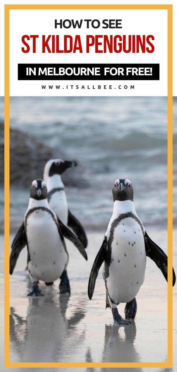 Skip Expensive Tours To Philip Island And See St Kilda Penguins In Melbourne For FREE! #australia #melbourne #stkilda #penguin #colony #beaches #pier #traveltips #downunder #outdoors 