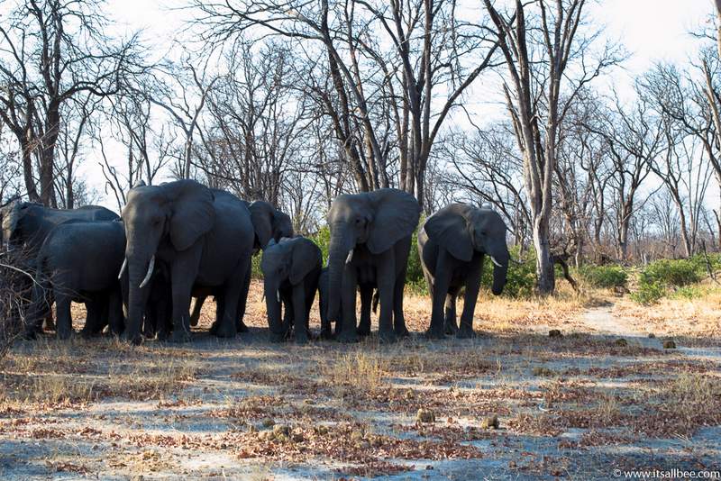 The Best Time To Visit Botswana & Essential Travel Tips