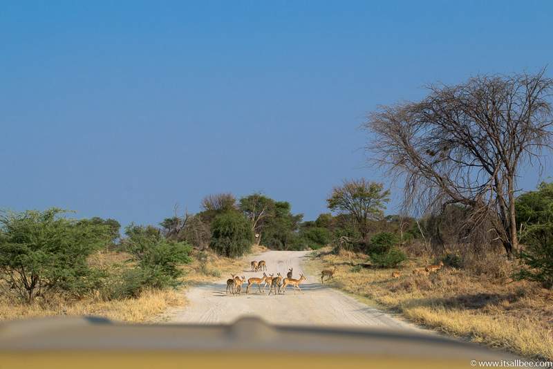 Road trip in Botswana - Everything You Need To Know About Driving In Botswana