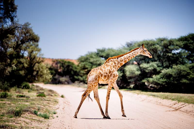 Road trip in Botswana - Everything You Need To Know About Driving In Botswana