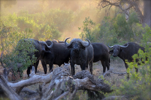 15 Important Things To Consider When Planning A Trip To Africa - How To Plan The Perfect Trip!