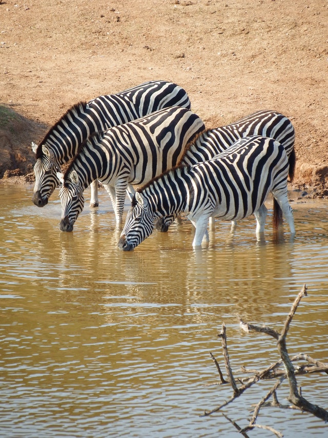 Things to do in Maun Botswana