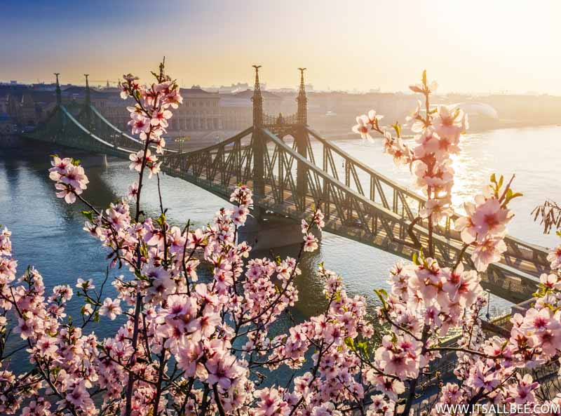 Budapest Cherry Blossom