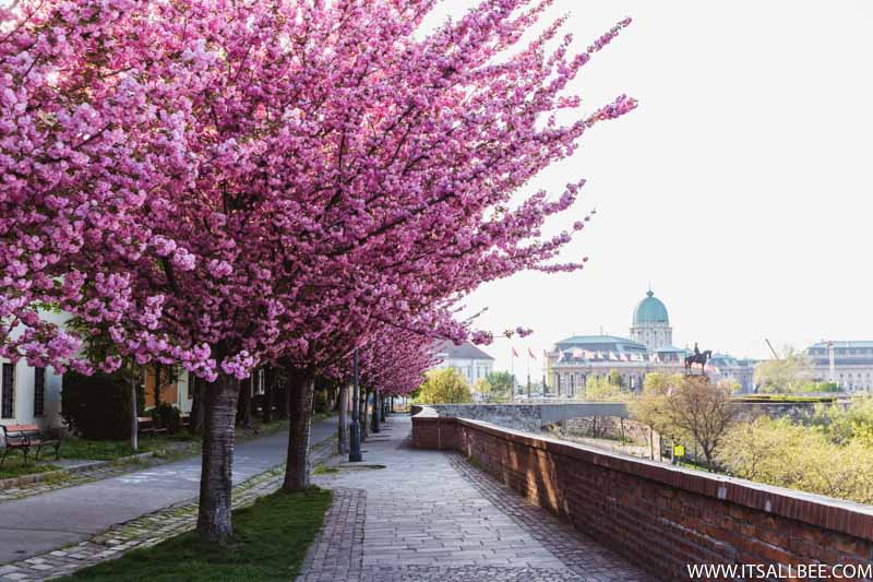 Cherry Blossom In Europe