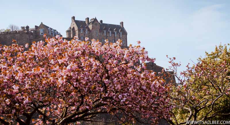 Sakura Trees In Edinburgh