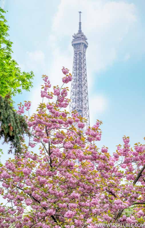 Cherry Blossom In Europe