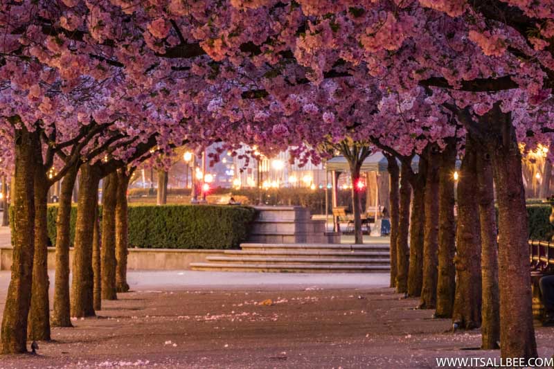 Cherry Blossoms In Europe