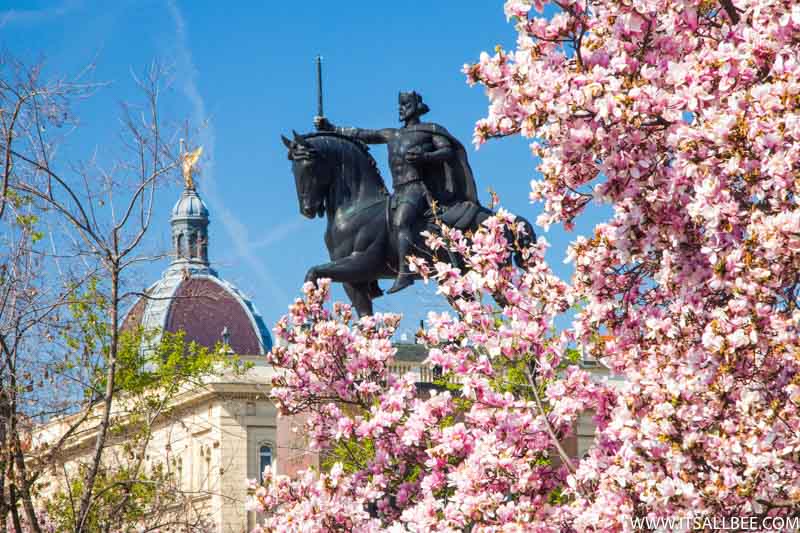 European cherry tree