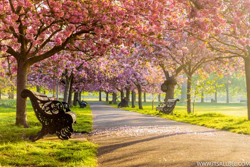 Cherry Blossoms In London