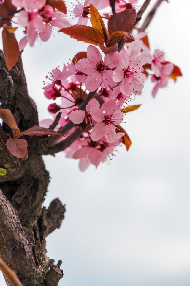 European Cherry Tree