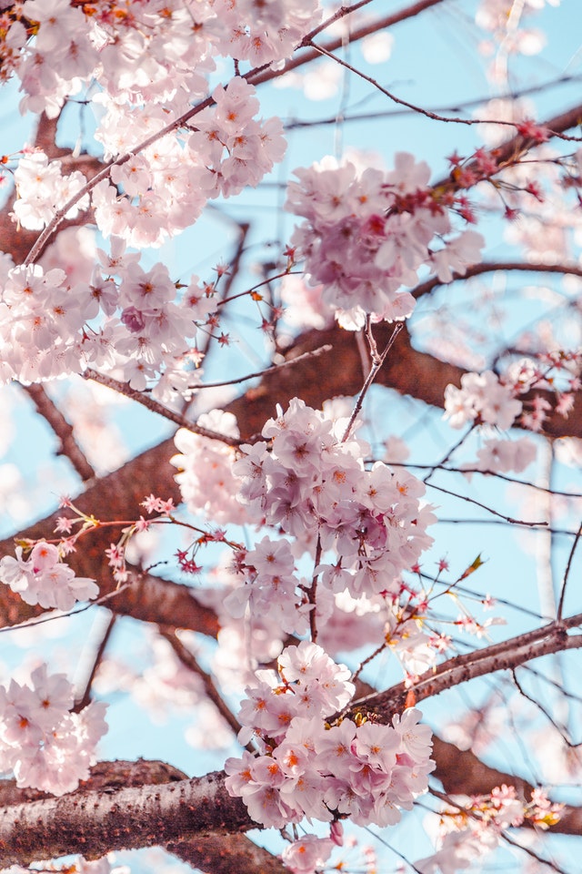 Cherry Blossom In Europe