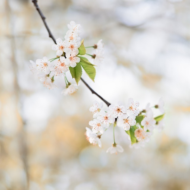 Sakura In Europe