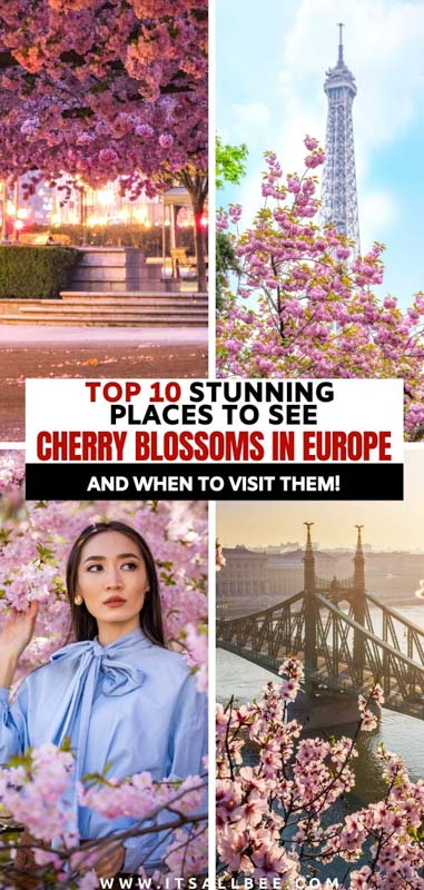 European cherry tree