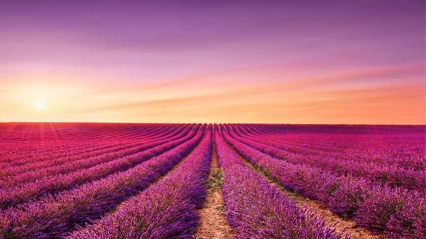 Provence Lavender Fields