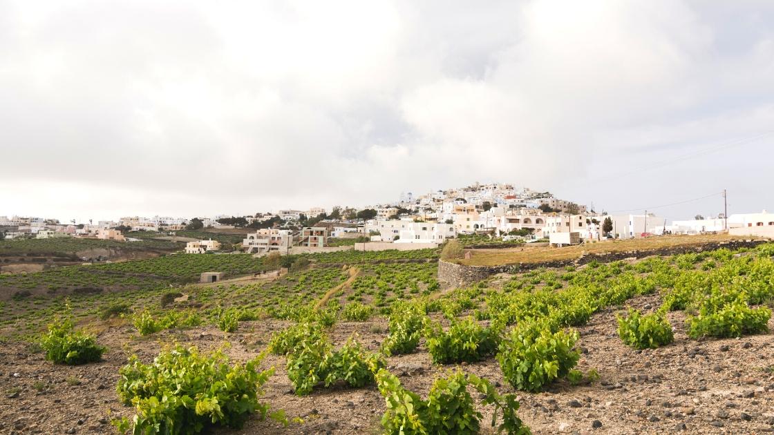 Best vineyards in Santorini | best winery in Santorini | Santorini wineries 